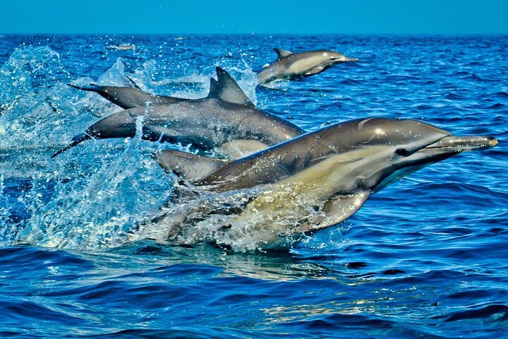 ull Day Tour to Kizimkazi Dolphin Tour, Jozani Forest, Kuza Cave, Paje Beach, and The Rock Restaurant