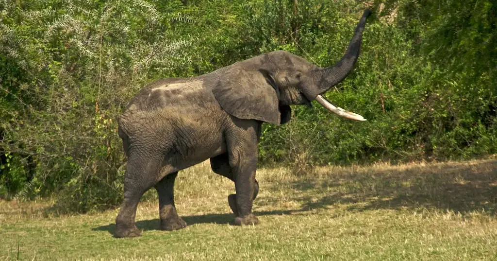 11 Days of Uganda cultural history and wildlife viewing