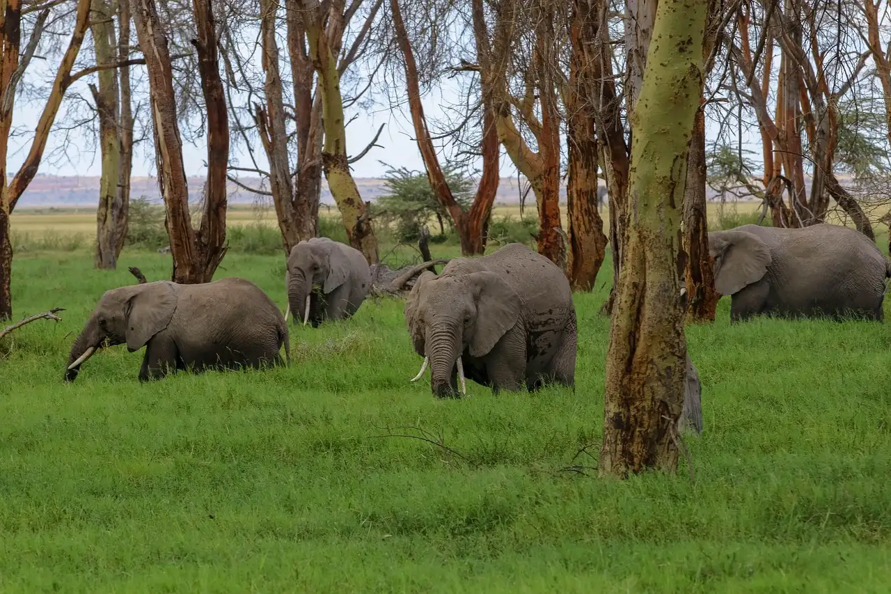 6-Day The best of Northern Tanzania Safari Circuit Adventure