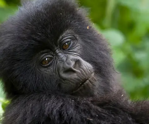 3 days Gorilla trekking in Uganda/ Bwindi Forest