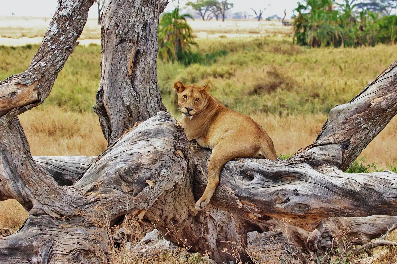 5-Day Tarangire, Serengeti & Ngorongoro Crater Adventure of Lifetime