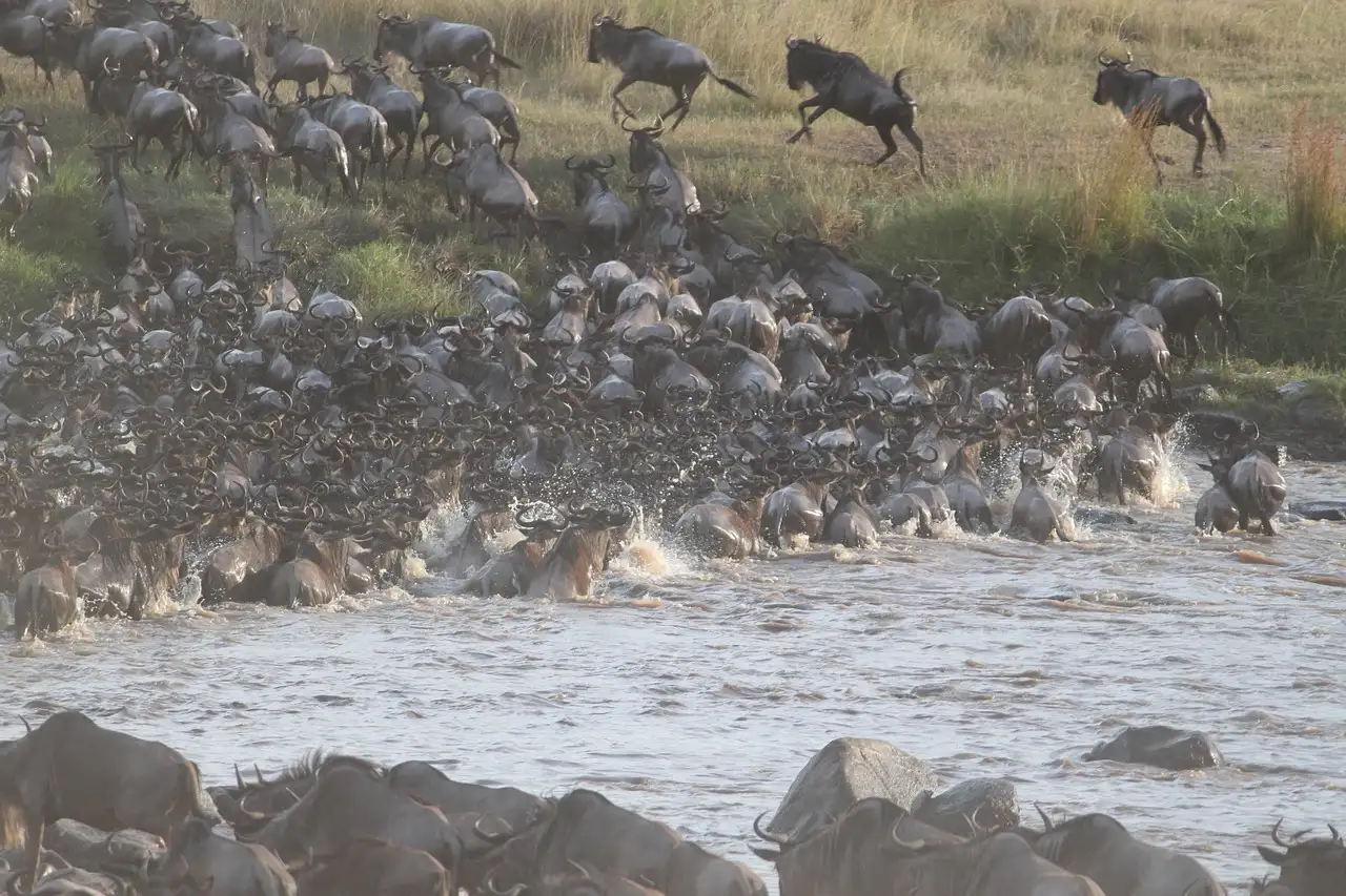 8-Day Serengeti Great Wildebeest Migration Safari Tour